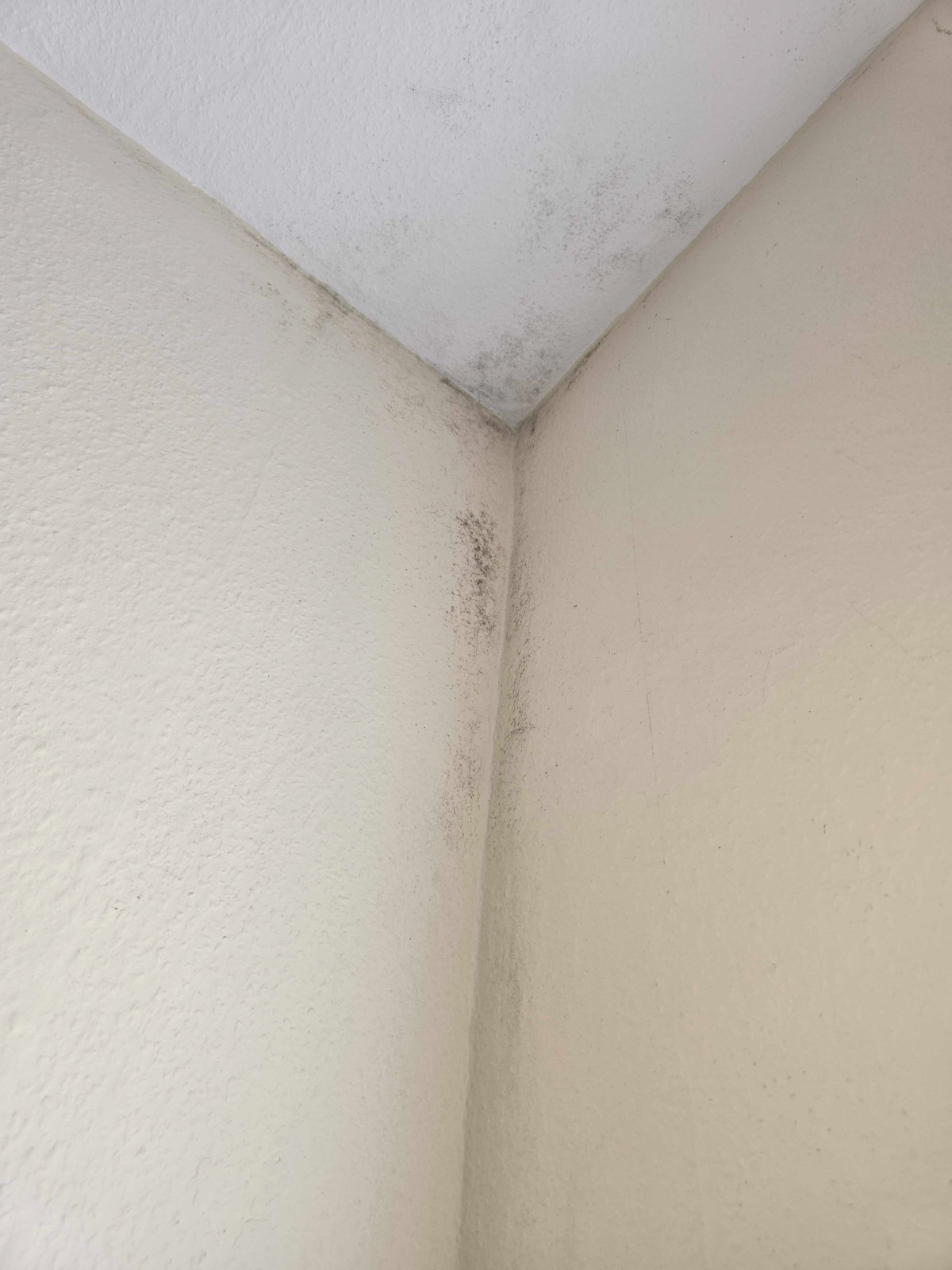 Wall with visible mould damage before treatment