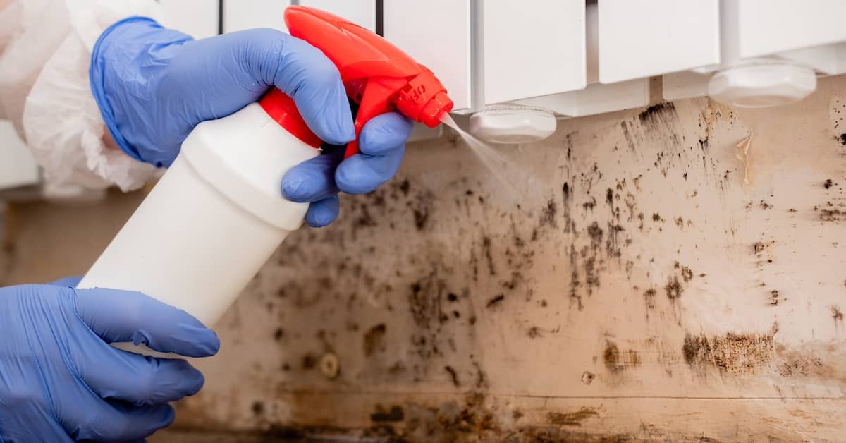 Mould Removal in London